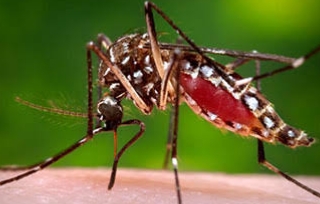 Zika virus:  ಕರ್ನಾಟಕದಲ್ಲಿ ಝೀಕಾ ವೈರಸ್ ಗೆ ಮೊದಲ‌ ಬಲಿ‌!