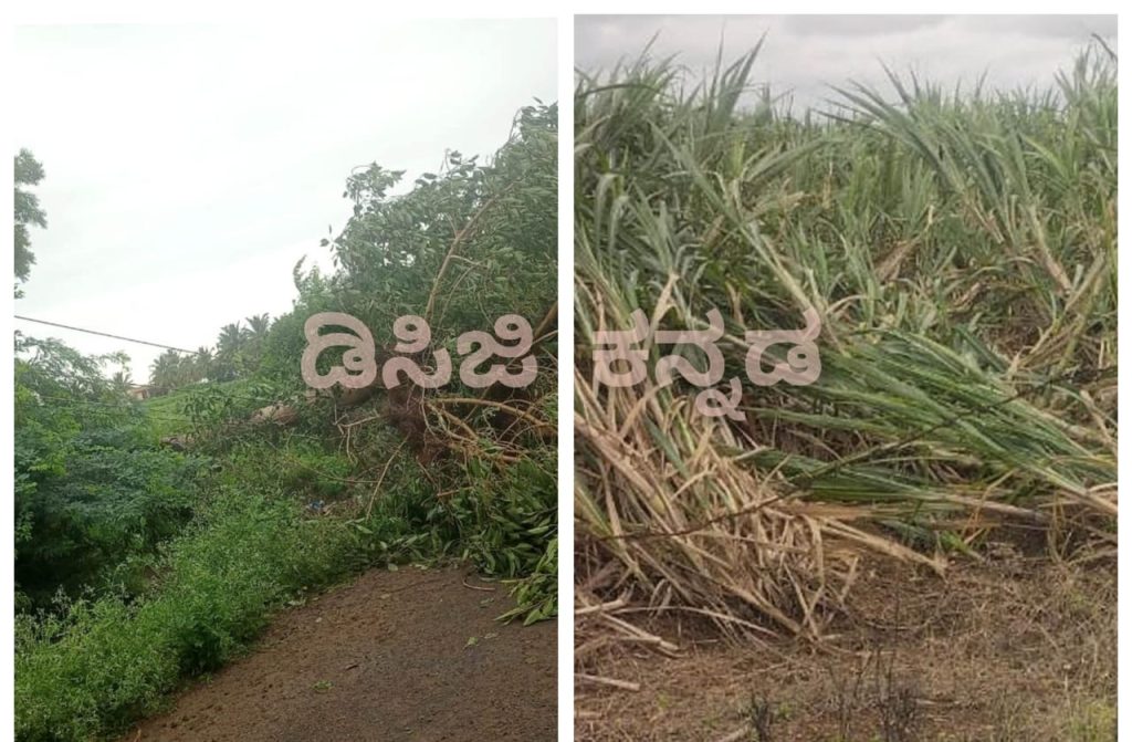 Rain effect: Tree fell due to heavy rain, crop flooded