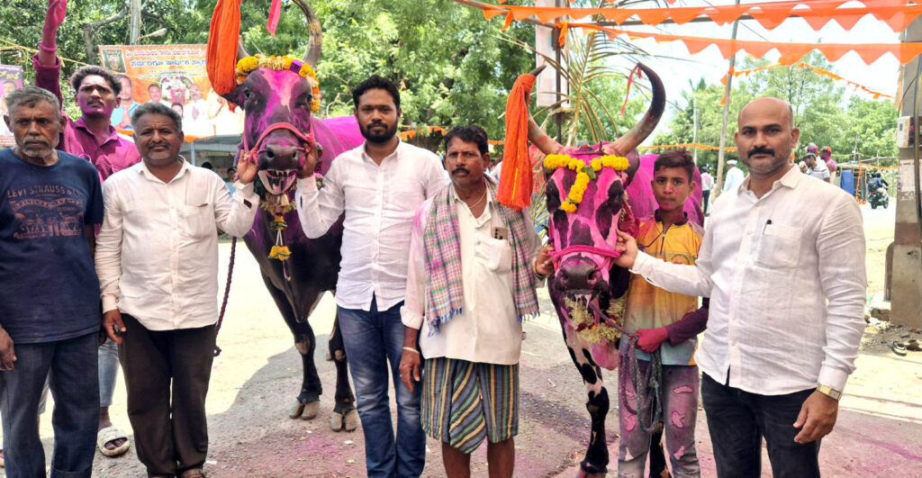 Terabandi Competition: Reward for standard bulls