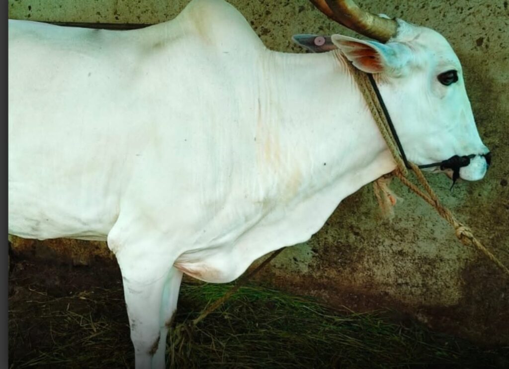 Disfigured thugs who harvested the cow's udder