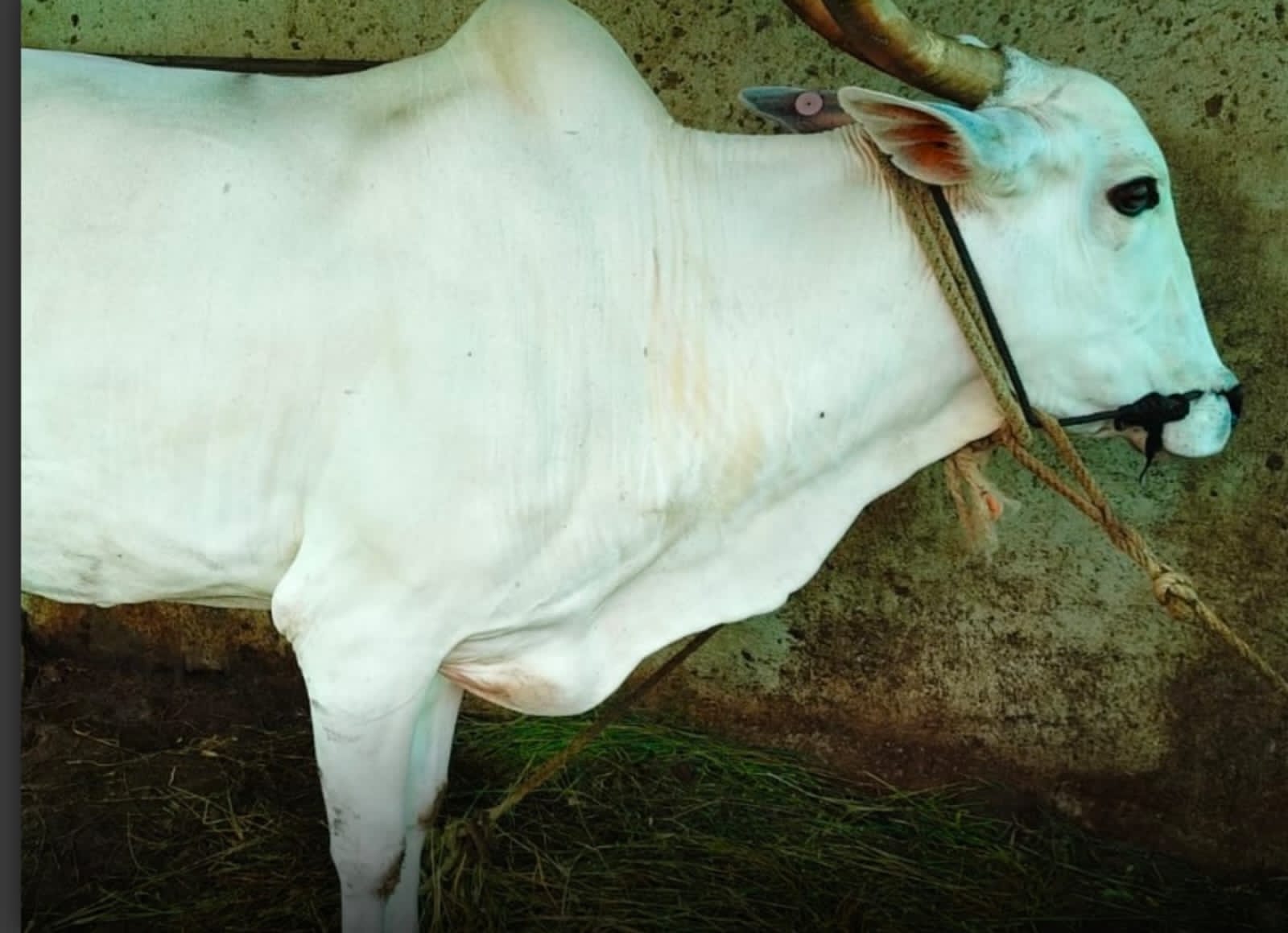 ಹಸುವಿನ ಕೆಚ್ಚಲು ಕೊಯ್ದ ದುರುಳರು
