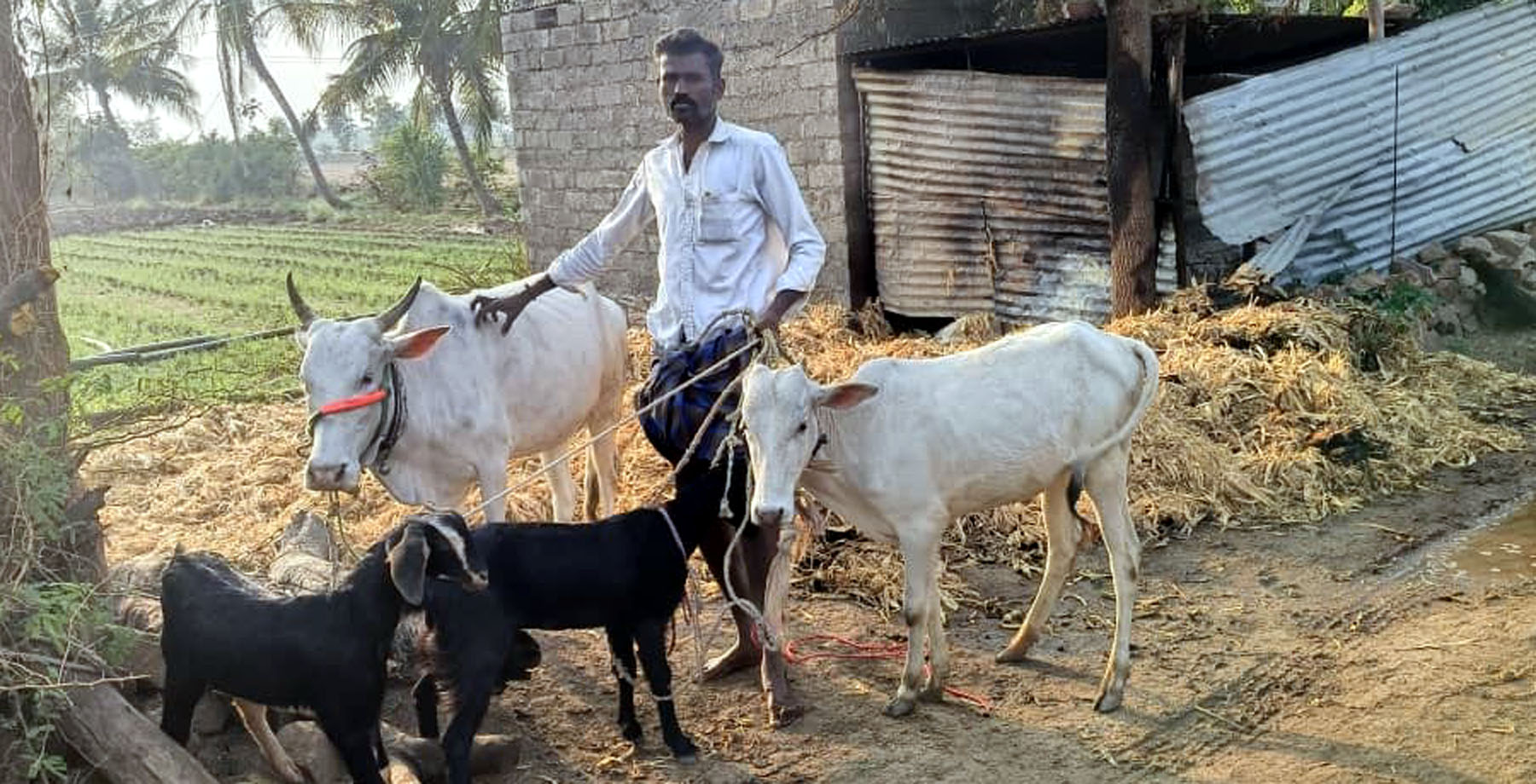 ರೂಢಗಿಯಲ್ಲಿ ಬಣವೆಗೆ ಆಕಸ್ಮಿಕ ಬೆಂಕಿ; ಜಾನುವಾರುಗಳ ರಕ್ಷಣೆ