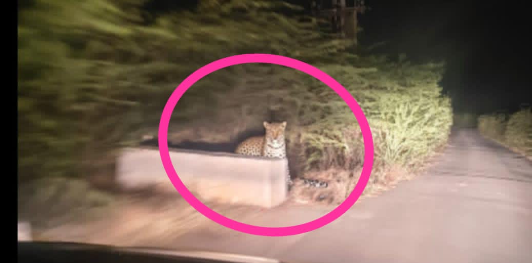 ಮದರಿ ಗ್ರಾಮದ ನದಿ ತೀರದ ಜಮೀನಿನಲ್ಲಿ ಚಿರತೆ ಪ್ರತ್ಯಕ್ಷ: ಹೆಚ್ಚಿದ ಆತಂಕ